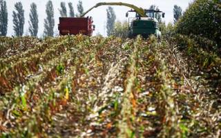 Кукуруза на силос: уборка, возделывание, урожайность