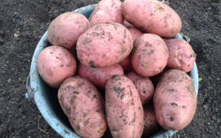 Сорт картофеля Взрывной: характеристика, отзывы, выращивание