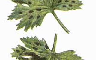 Дельфиниум: вредители и болезни и борьба с ними, фото