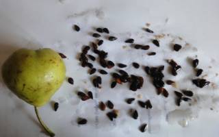 Как вырастить грушу из семечка в домашних условиях