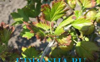 Как бороться с бурой пятнистостью на клубнике