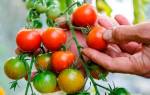 Сорта помидоров для Ростовской области