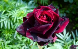 Роза плетистая Черная: описание