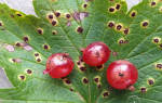 Болезни листьев красной смородины: описание с фотографиями
