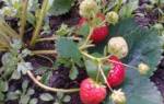 Как выращивать клубнику в открытом грунте