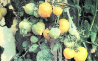 Как выращивать томаты в открытом грунте в Подмосковье?