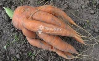 Подкормка при выращивании моркови и свеклы