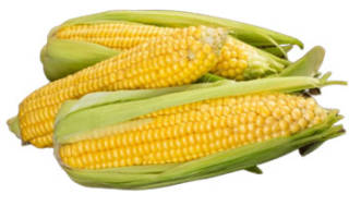 Кукуруза: чем полезна, химический состав, противопоказания