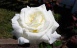 Лучшие плетистые белые розы