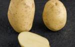 Характеристика картофеля Мелодия и отзывы о ней