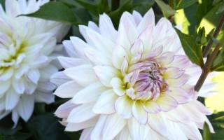 Сорт георгины Крейзи Лав