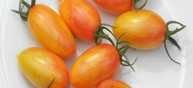 Томат Золотое руно: отзывы + фото