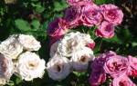 Сорта чайно-гибридных роз