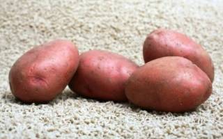Характеристика картофеля Ароза