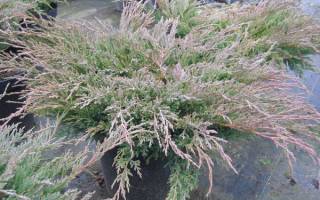 Можжевельник зимой: как укрыть, как ухаживать