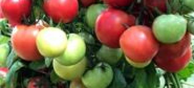 Томат Герцогиня вкуса: описание, отзывы и фото