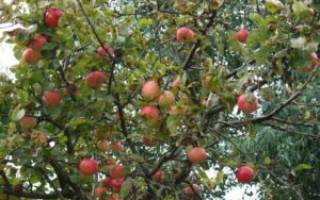 Как правильно обрезать яблоню осенью