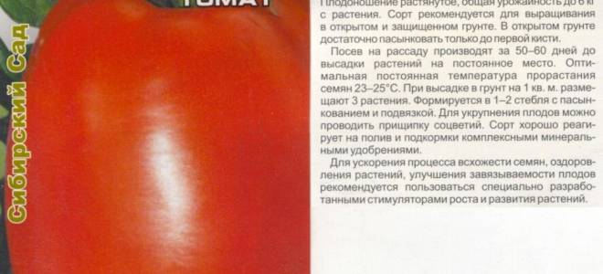Томат Безразмерный: отзывы, фото