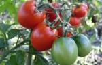 Низкорослые помидоры не требующие пасынкования