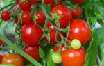Ранние детерминантные сорта томатов