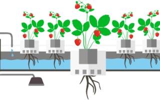 Как выращивать клубнику на гидропонике