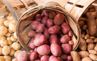Как хранить картошку в погребе зимой
