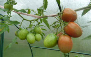 Выращивание индетерминантных помидор: формирование и пасынкование