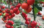 Лучшие сорта кистевых томатов для открытого грунта