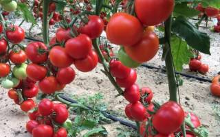 Лучшие сорта кистевых томатов для открытого грунта