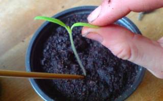 Как вырастить рассаду баклажанов в домашних условиях