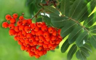 Рябина невежинская: описание сорта, фото, отзывы