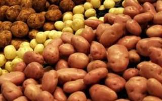 Сорт картофеля Кумач: характеристика, отзывы, урожайность