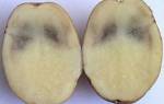 Почему чернеет картофель внутри при хранении