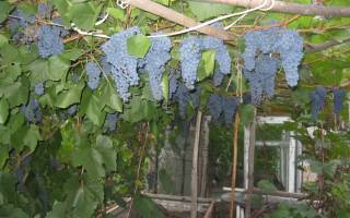 Как сажать виноград в Подмосковье осенью