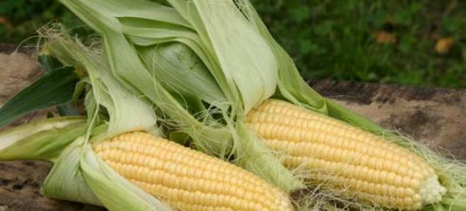 Декоративная кукуруза: описание и выращивание