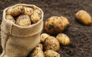 Температура почвы для посадки картофеля весной