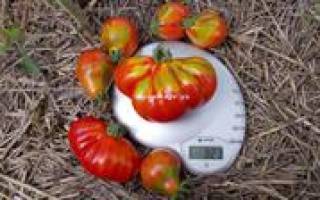 Томат Трюфель красный: отзывы, фото