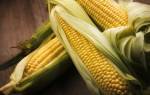 Кукуруза Бондюэль: посадка и уход, выращивание как бизнес