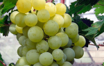 Виноград Тукай: описание сорта, фото, отзывы
