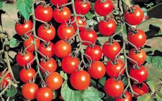 Лучшие сорта томатов черри для теплицы