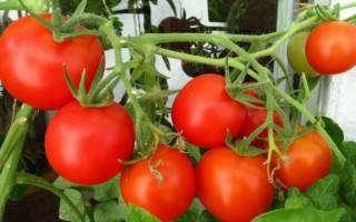 Как подкормить рассаду помидор дрожжами