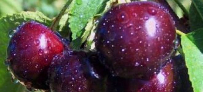 Черешня Любимица Астахова