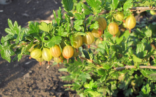 Крыжовник Русский желтый