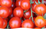 Как вырастить томаты на балконе