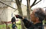 Обрезка плодовых деревьев зимой: видео для начинающих