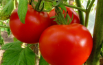 Правильное применение комплексных удобрений для томатов