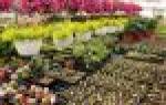 Лаватера: садовая роза, выращивание и уход