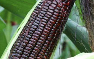 Виды кукурузы: синяя, золотая, красная, кремнистая